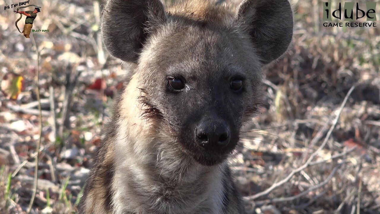 Hyena Cleans Up Buffalo Bones