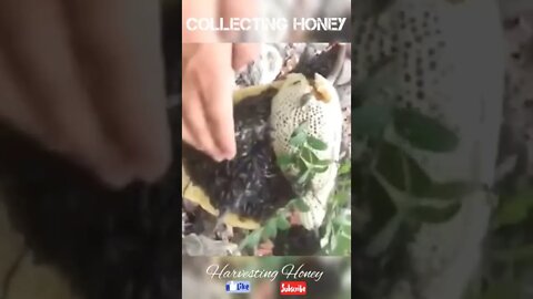 Honey collecting moments!😋🥰#viral #honey #shorts #foryou #fyp