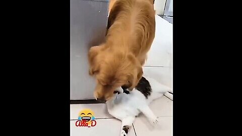 Unbelievable Video of Cat and Dog Friendship - You Won't Believe What Happens Next!