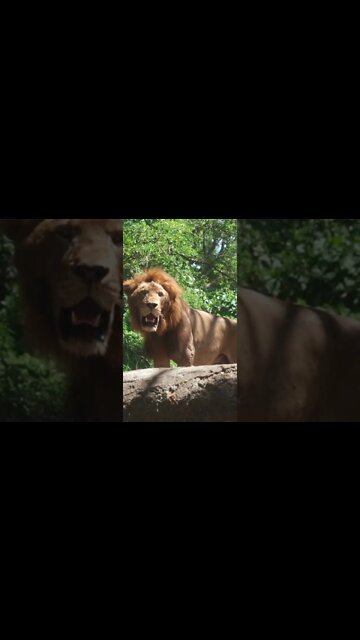 Lion Sounds #Shorts 🎤