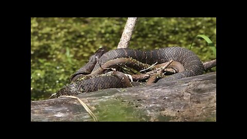 Northern Watersnakes Mating