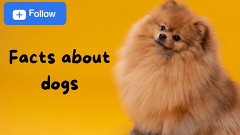 dog facts