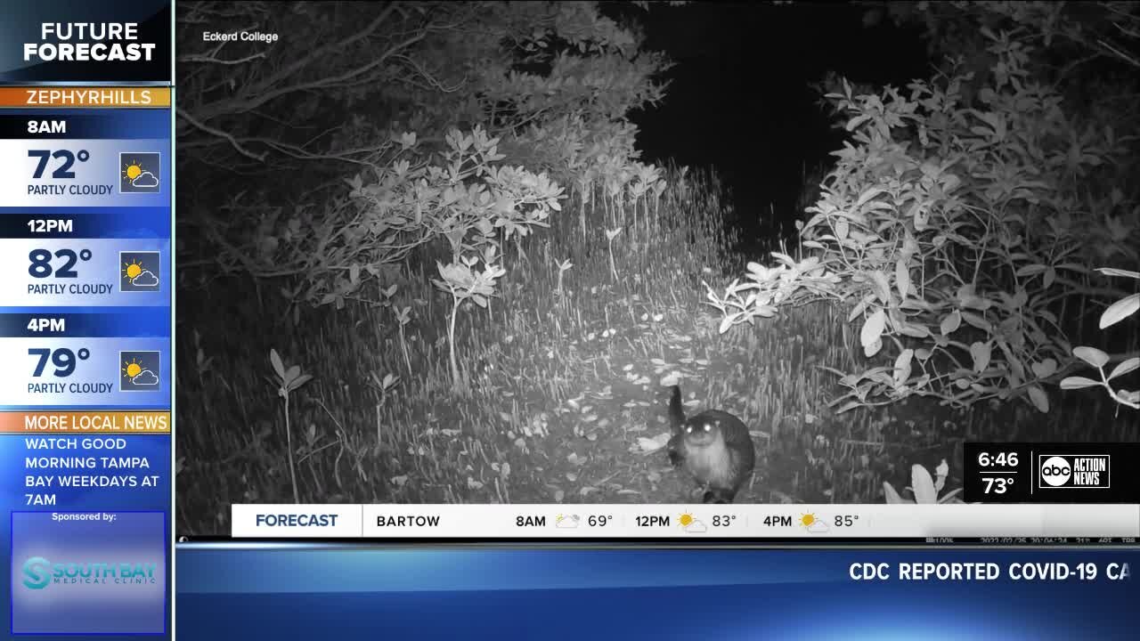 Walking Club: Eckerd College professors and students study Fort De Soto wildlife after dark