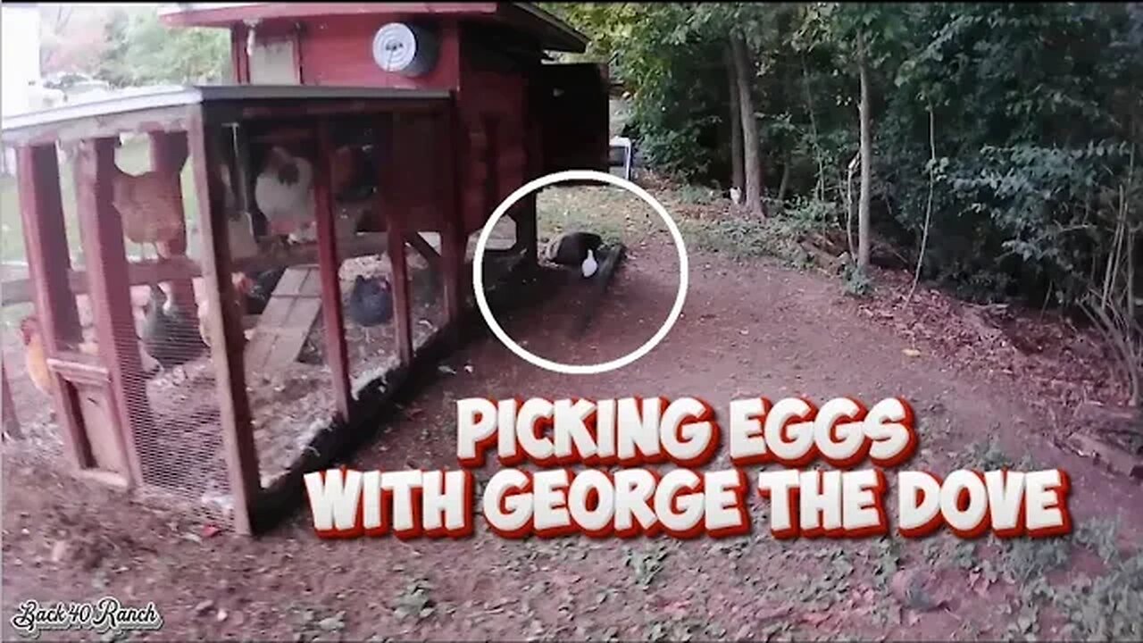 Collecting chicken eggs with George the Dove