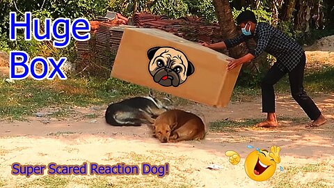 Best funny dog prank