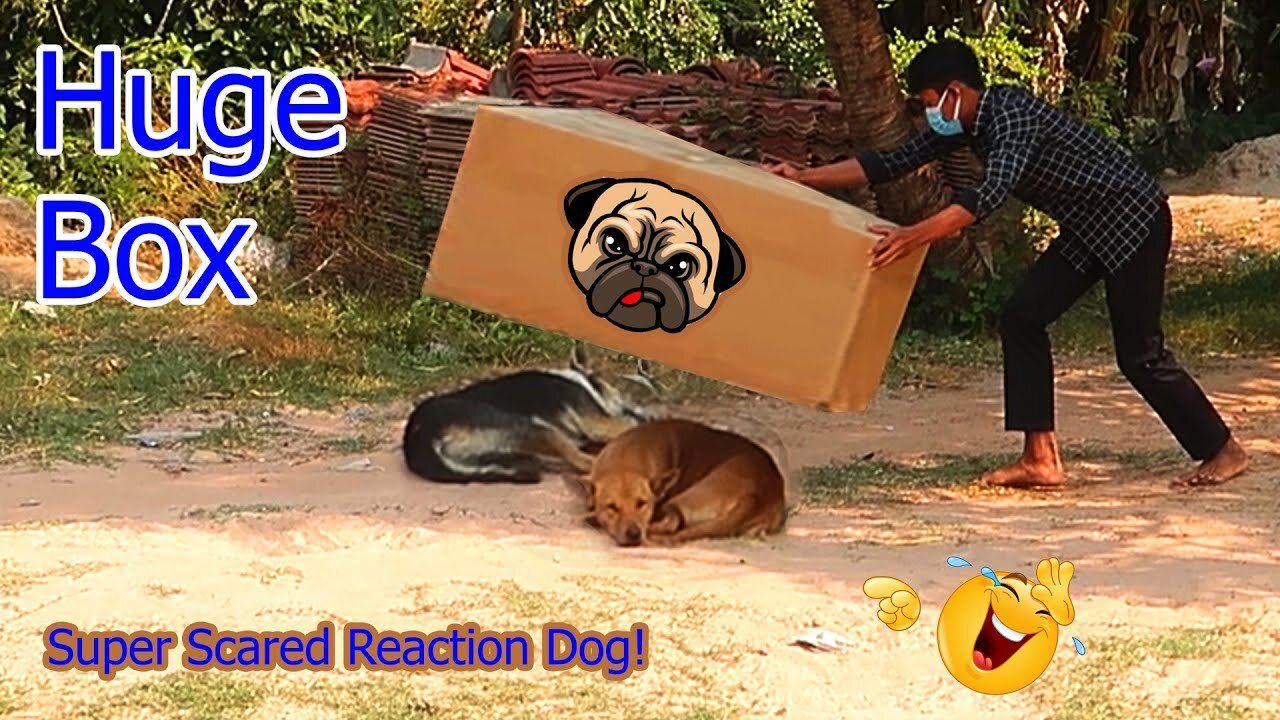 Best funny dog prank