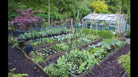 WHY IS MY GARDEN FAILING? (HERE IS WHY!)