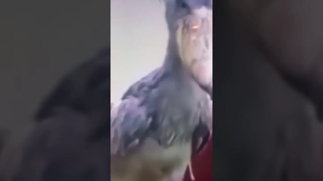 Freaky Looking Animal making that Sound!!! #shorts #animals