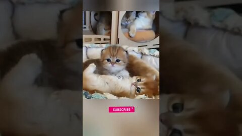 funny cat videos | cute cat videos| cute animals funny cats #shorts #shortsfunny #cutecat #funnycat