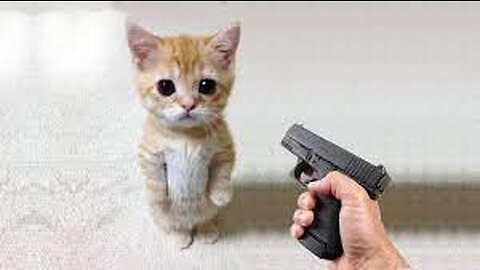 Funny cat 😽 vs Gun 🔫 - Funny Animals 😂 playing dead on finger shot Compilation || Animal Gags