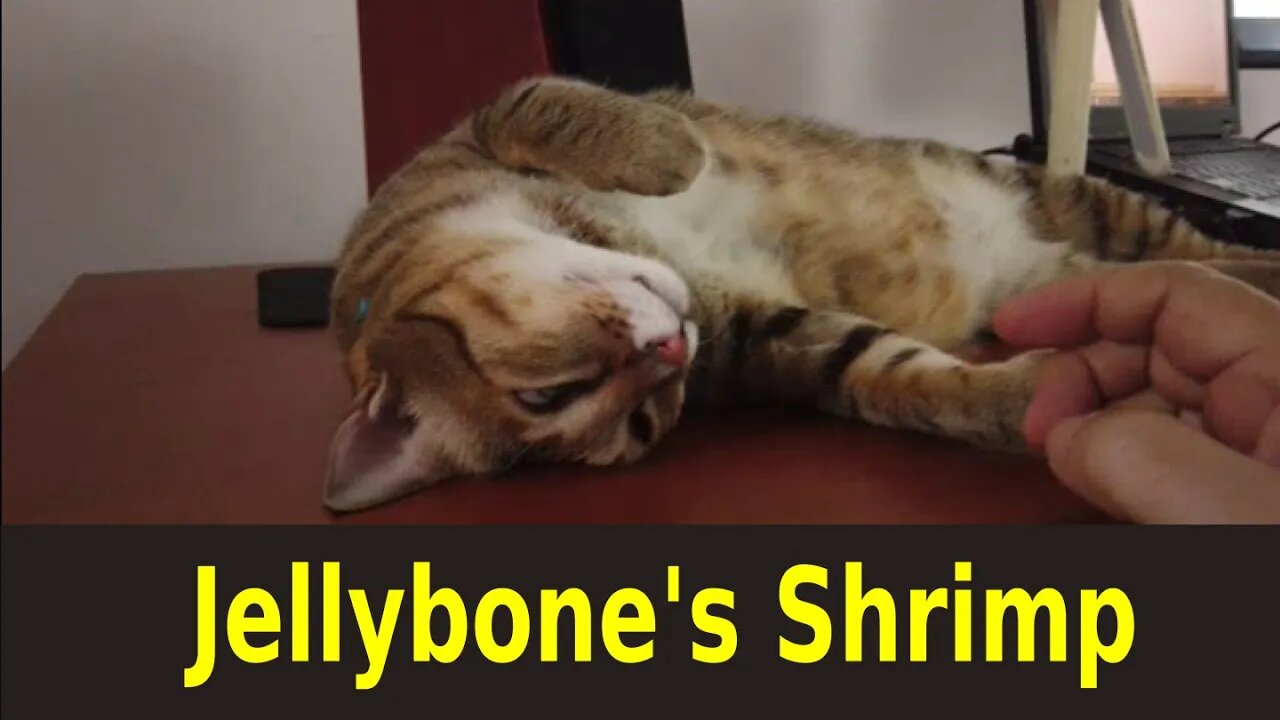 Jellybone's Emergency -- NO SHRIMP! (Cat's Life)