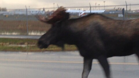 Not a moose run way