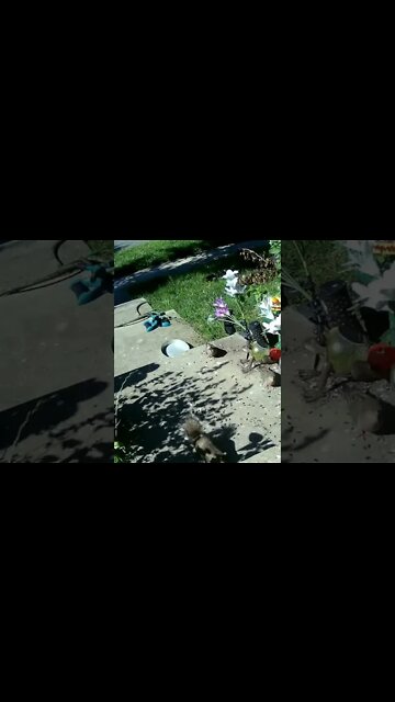 A Squirrel Visits #Shorts 🌲