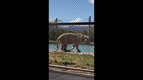 Rare White Tiger Show