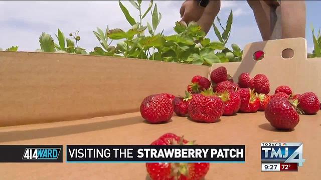 414ward: Visiting the strawberry patch