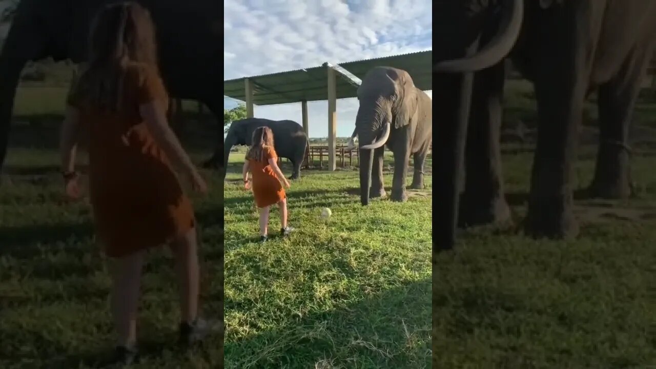 elefante jogando futebol 😲😲