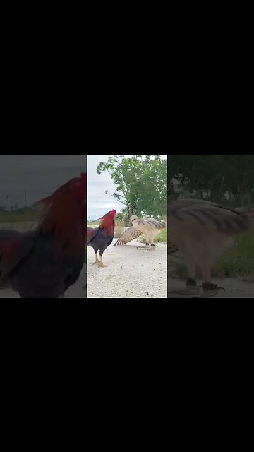 Best hawk eagle fighting #shorts