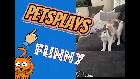 Funny cats vs. laser pointers: Who will win this funny game?!!