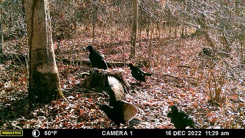 Dead animal birds