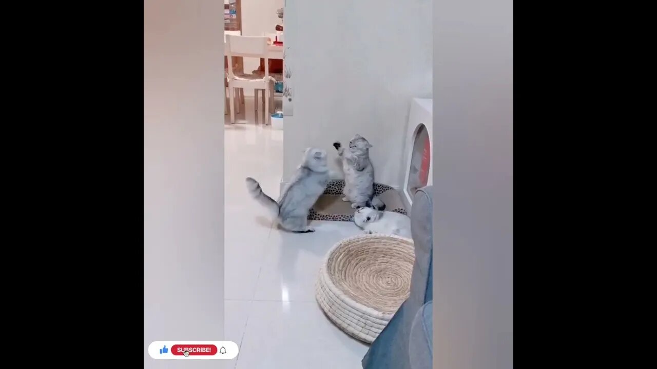 cute cat videos 😹 funny videos 😂956