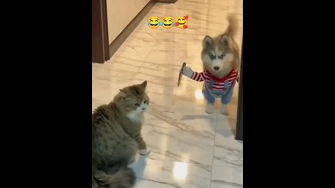 dog chase the cat