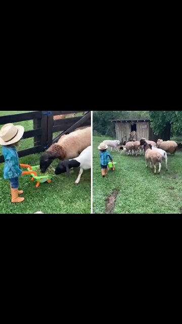 Kid Helps Out By Feeding The Farm Animals