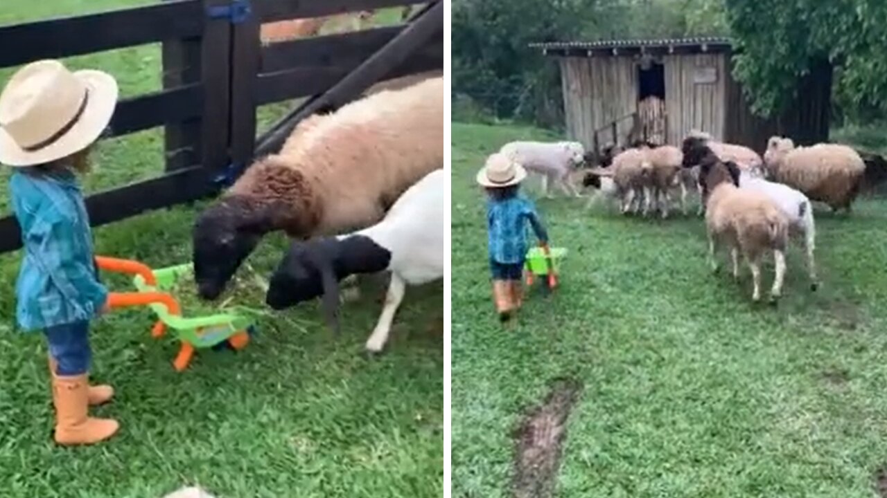 Kid Helps Out By Feeding The Farm Animals