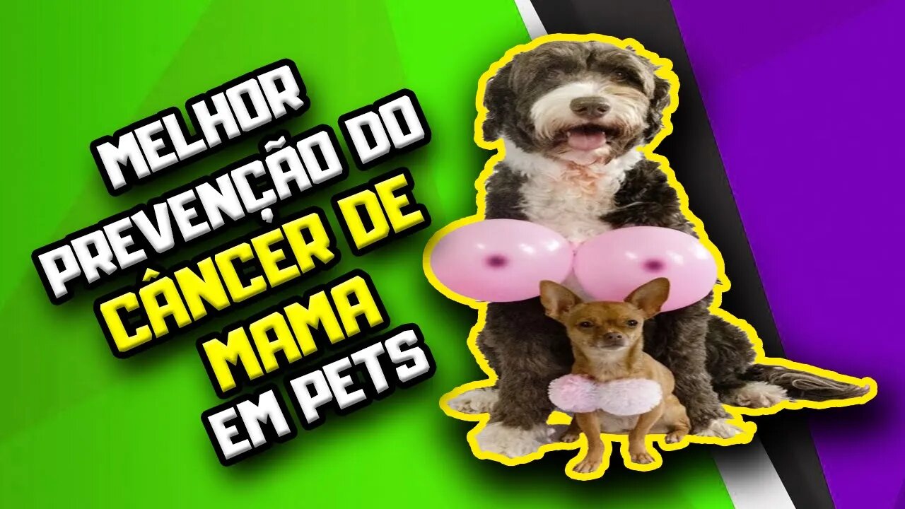 Castração NÃO É A MELHOR FORMA de prevenir Câncer de Mama em Cadelas e Gatas | Dr. Edgard Gomes