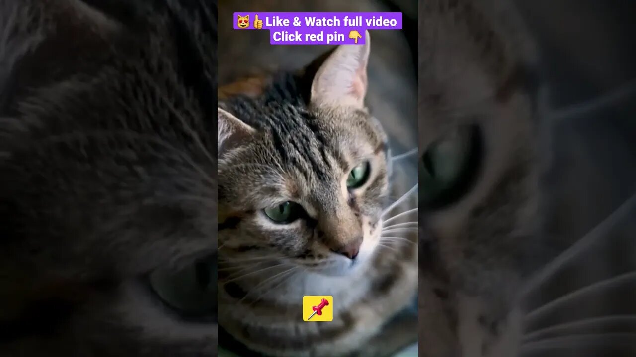 CUTE AND FUNNY CAT COMPILATION OF 2022 PART 5 😻 😊