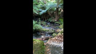 Tara-Bulga National Park