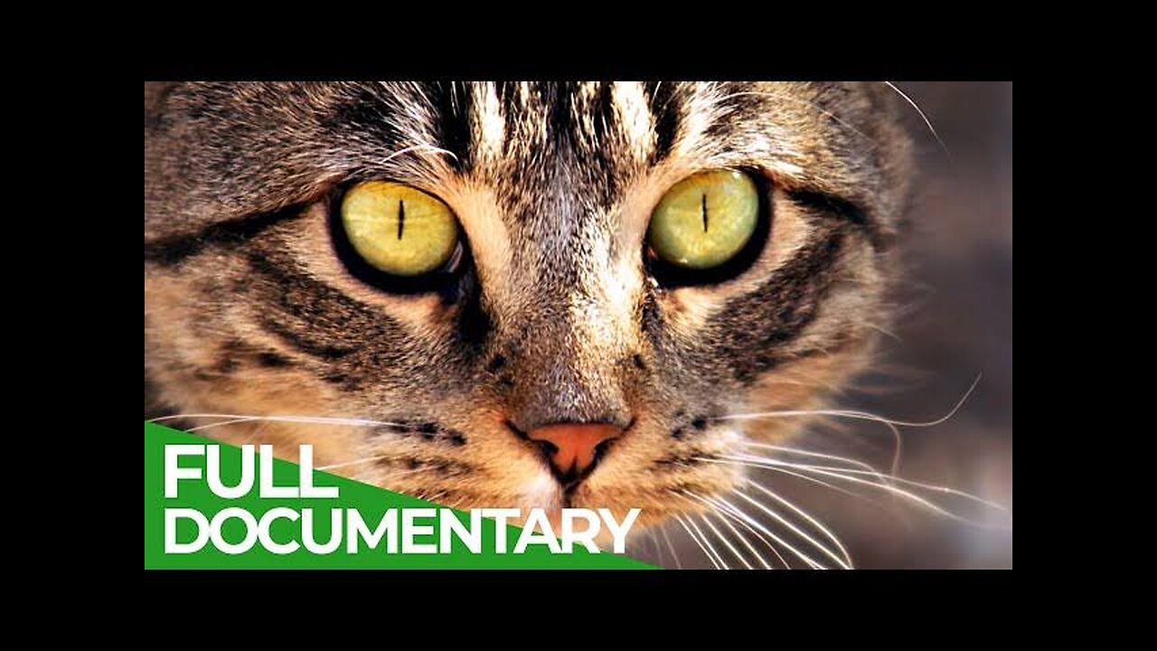 Animal's Super Senses - Sight | Free Documentary Nature