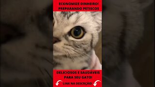 gato miando engraçado e brincando com cachorros #shorts
