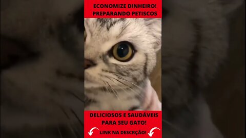 gato miando engraçado e brincando com cachorros #shorts