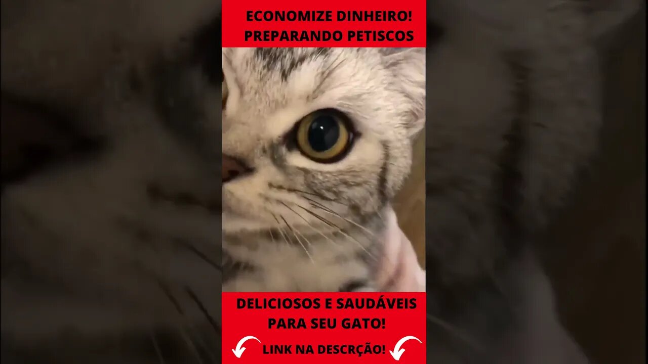 gato miando engraçado e brincando com cachorros #shorts