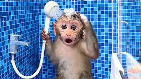 Monkey Baby Bon Bon oeas to the toilet and plays with Ducklings in the swimming pool