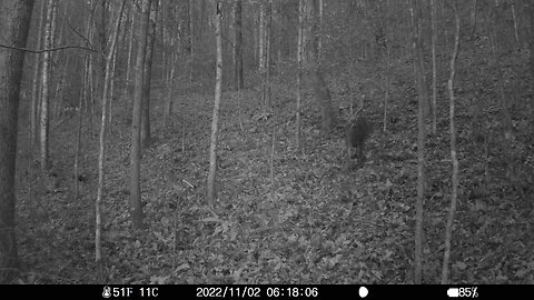 Trigger Bigger buck 11-3-2022