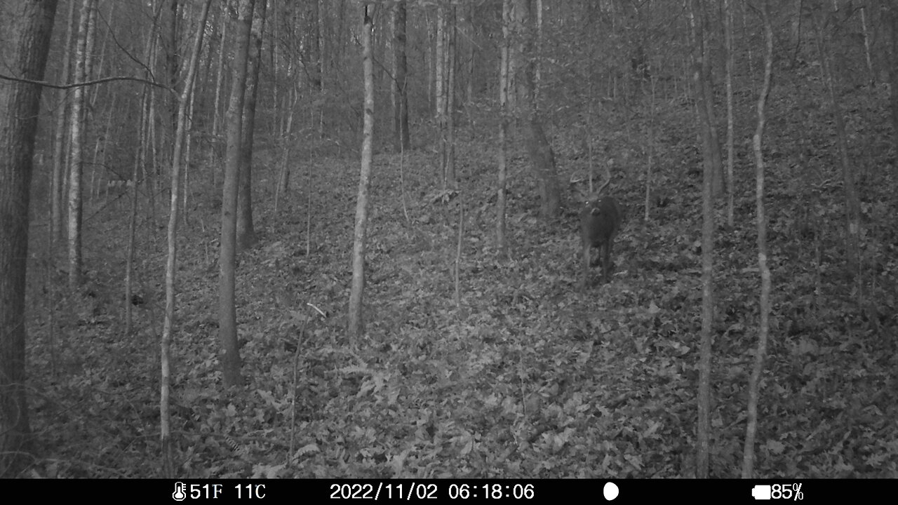 Trigger Bigger buck 11-3-2022