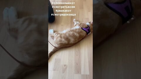 #shorts Смешные Коты Из Тик Тока 20 Funny Cats From TikTok