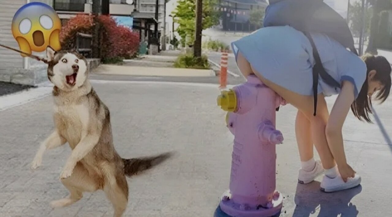 Dog funny video