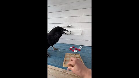 very intelligent crow