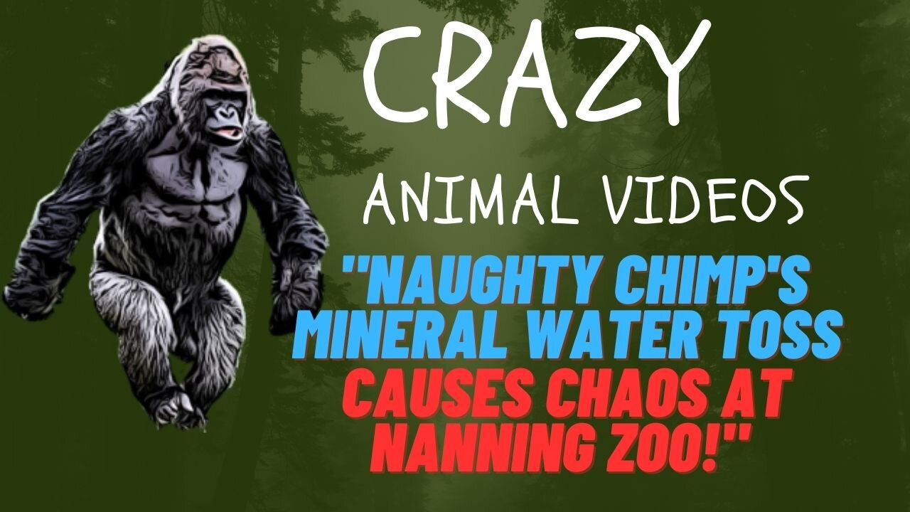 Chaos at Nanning Zoo- Mischievous Chimp Throws Mineral Water Bottle, Hits Visitor!