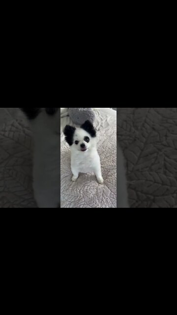 Asking My Dog To Go On A Walk 😝