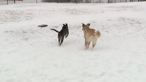 KC dog park fun in the snow