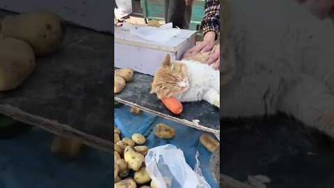 Sleeping on the job with his little pillow