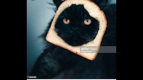 So Funny Cat video 🤣😝😇😝😛😜😛🤣😝😇😝😛😝😇😝😛