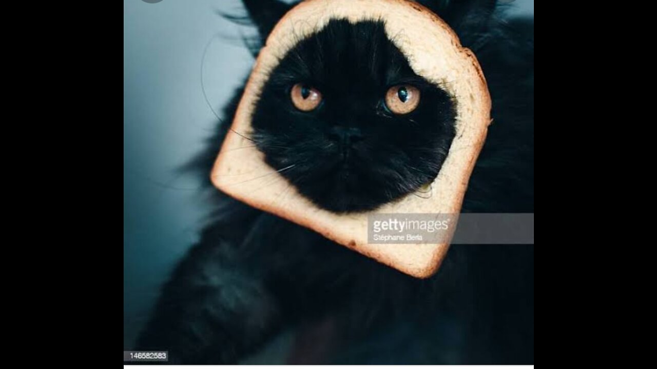So Funny Cat video 🤣😝😇😝😛😜😛🤣😝😇😝😛😝😇😝😛