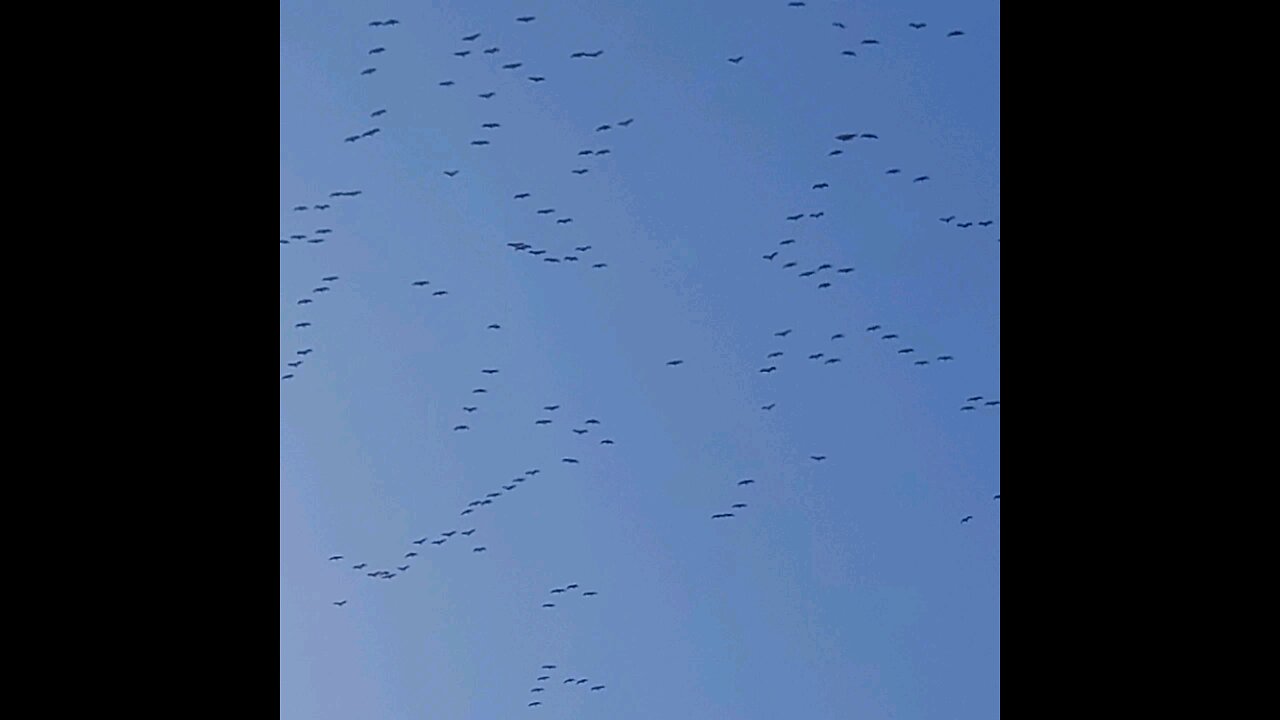 Big Flock of high flying Sandhill Cranes