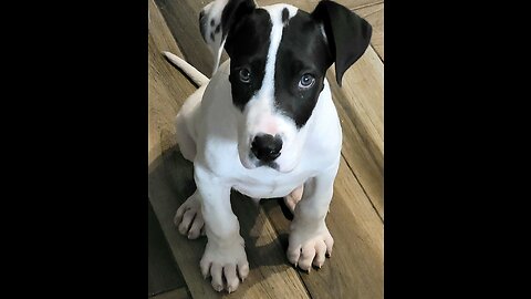 Atlas the Great Dane Puppy