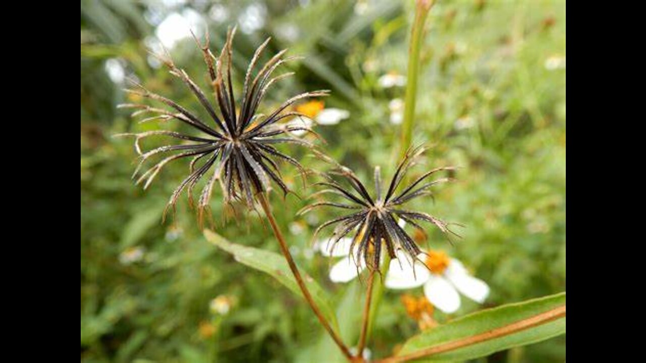 Spanish Needle or Devil’s Pitchfork