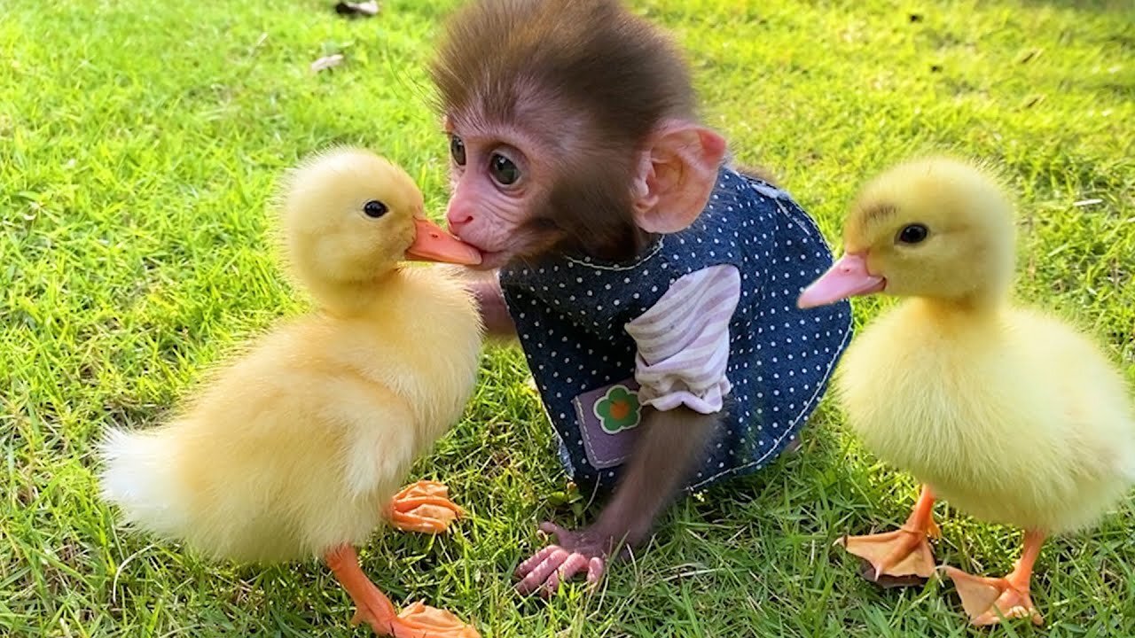 Baby monkey Bon Bon drives a car and playing with the puppy and duckling